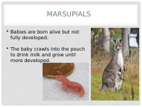 Animal Reproduction PP Part 2.pptx